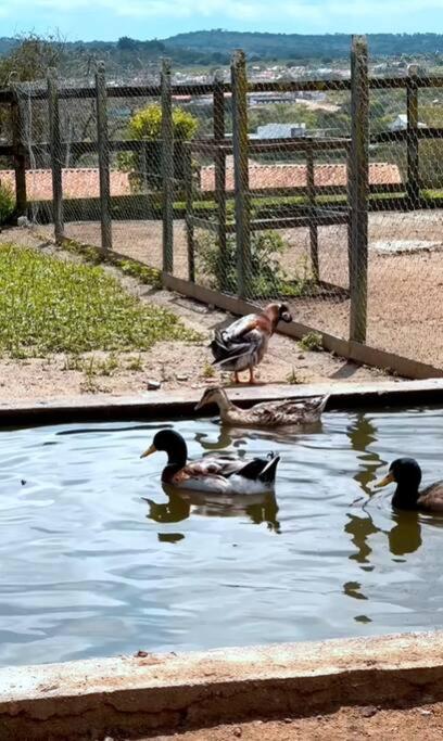 ベゼーホスFlat Fazenda Monte Casteloアパートメント エクステリア 写真